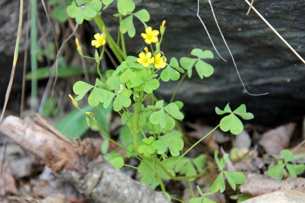 Oxalis stricta